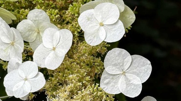 Hydrangea quercifolia Sike's Dwarf