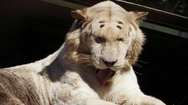 White lion