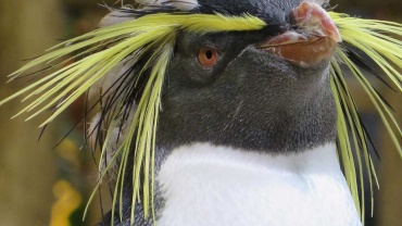 Macaroni penguin