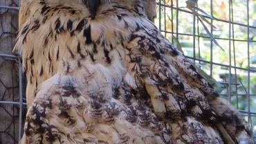 Spotted eagle-owl